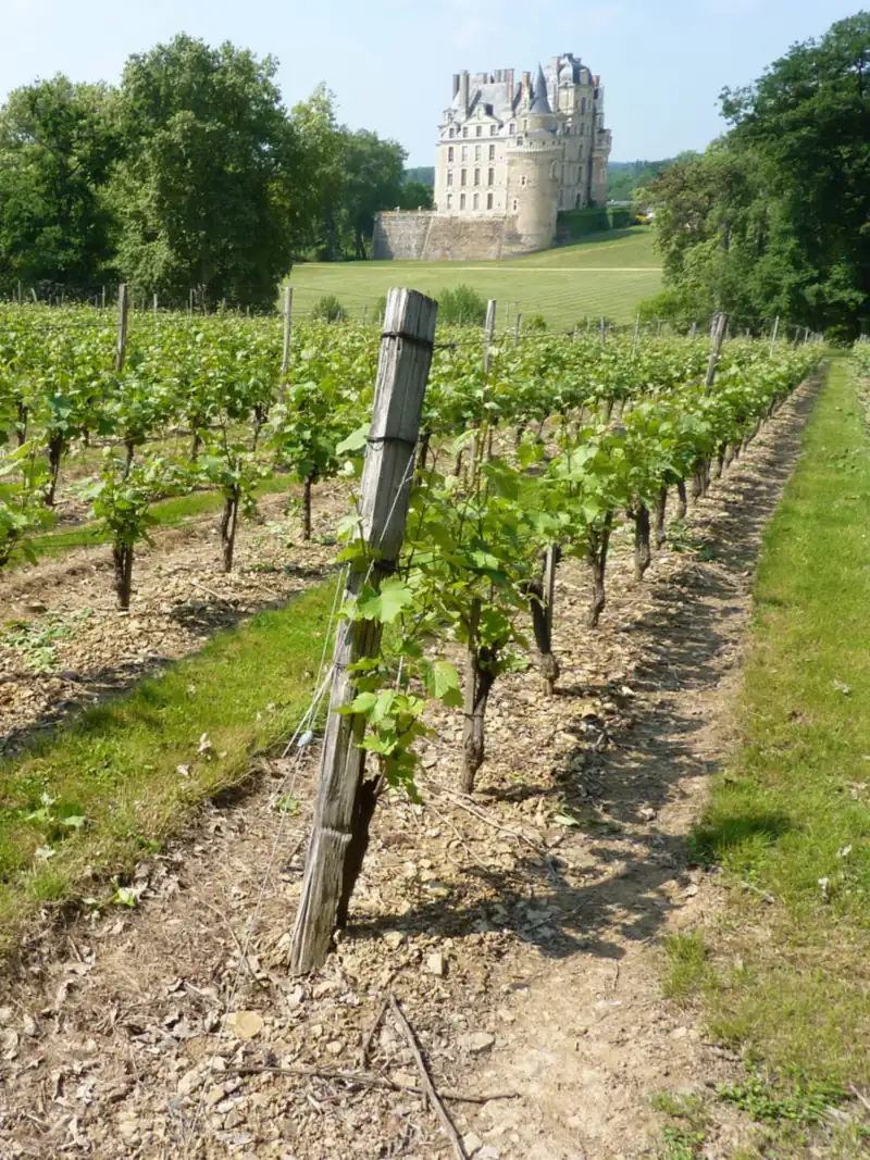 Groupe d'amies en dégustation Quarts-de-Chaume Grand Cru AOC dans un domaine viticole Anjou — Éclat M. EVJF Angers